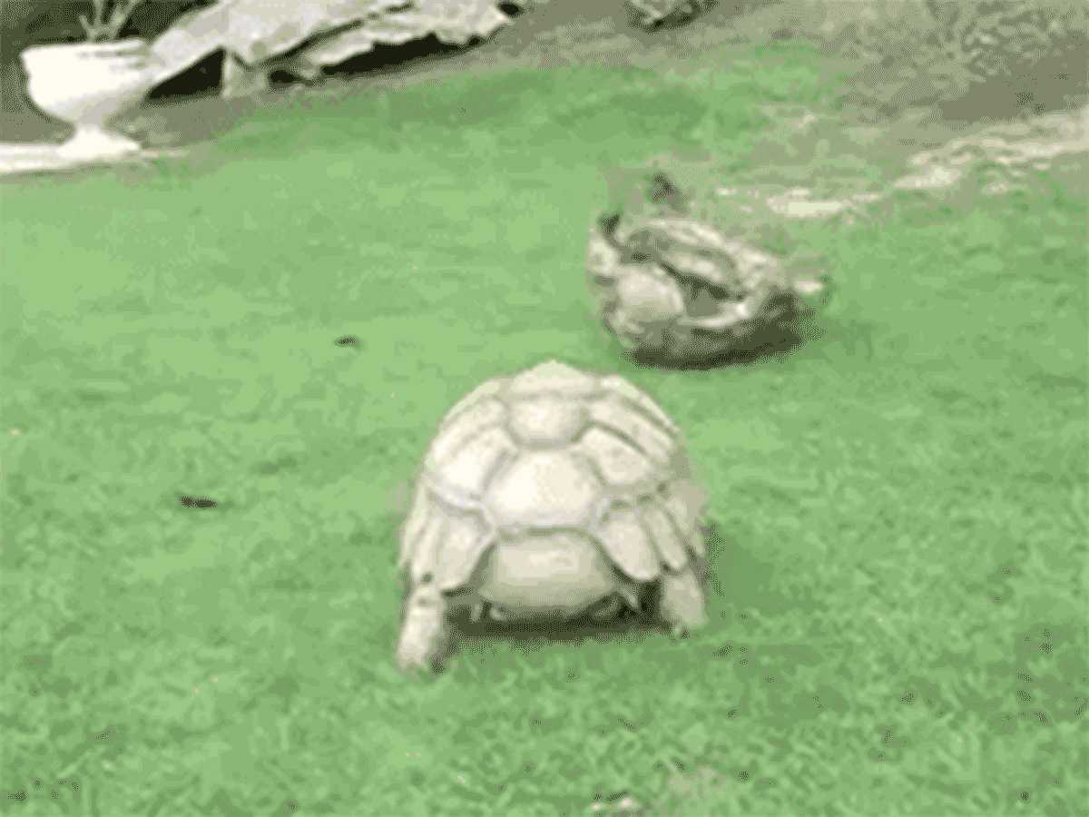 Turtle