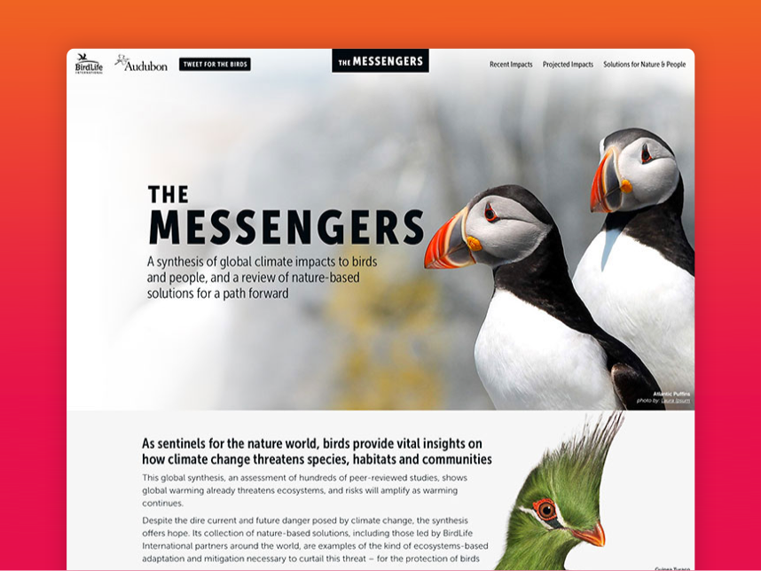 Cp audubon