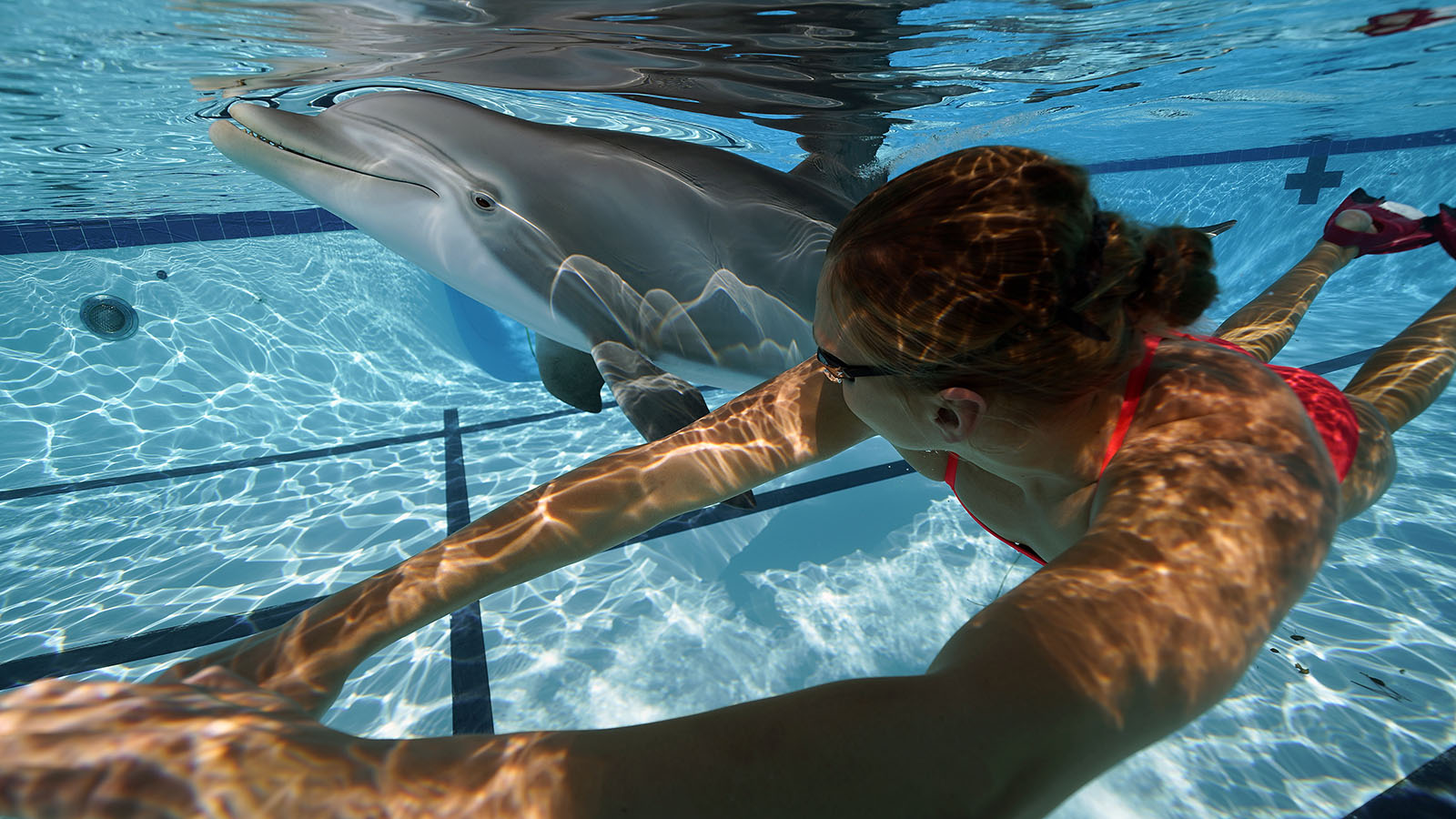 643970cc 7b34 4618 a621 f9f6cc2acd90 swim dsc0271 lauren dolphin fl small