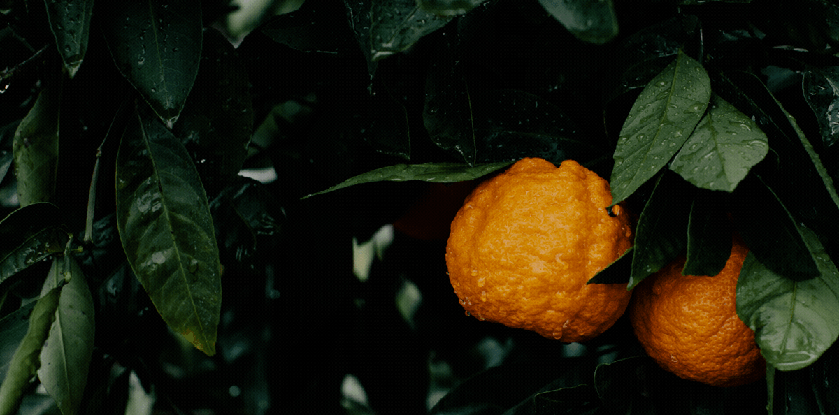 A86502bf d97f 40aa bd47 95a130c911a5 ck header video