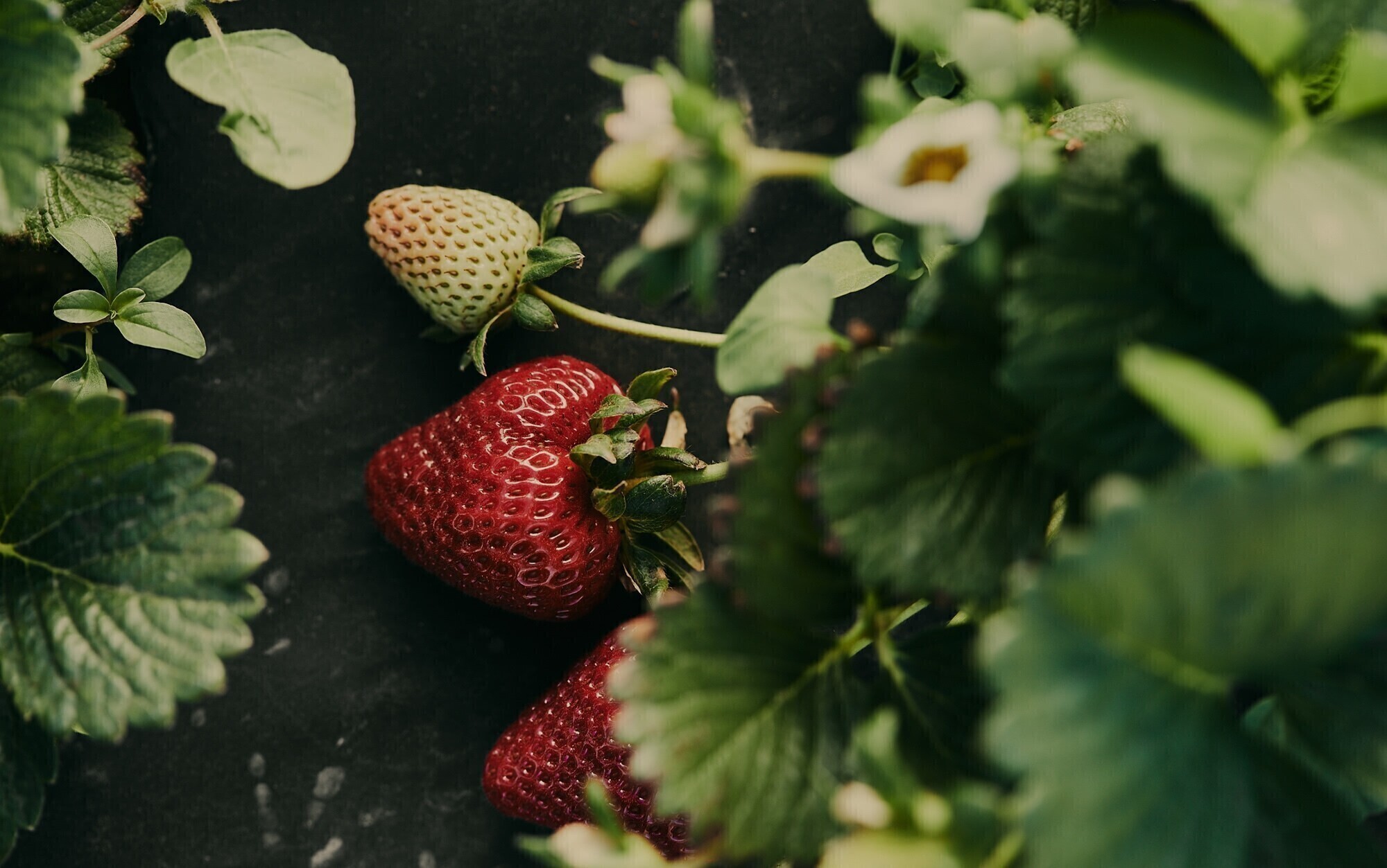 Ad466ef5 363a 4d16 87a2 bf82a29f7c8f ck strawberries