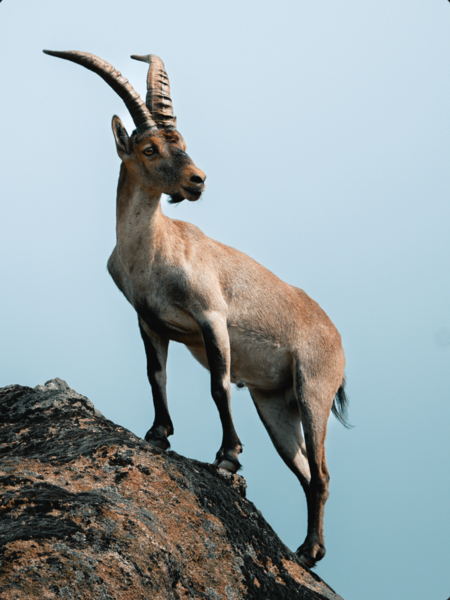 My work focuses on documenting wildlife and the natural world through photography and filmmaking. While the final image often appears simple, every project involves extensive planning, research, permits, logistics, travel, and collaboration with local guides and conservation experts.

I spend roughly eight to nine months each year in the field, working across different ecosystems and countries to photograph wildlife and tell stories that help people connect with nature. These projects are deeply meaningful to me because they allow me to document species, behaviors, and environments that many people may never have the opportunity to experience themselves.

The process begins long before I press the shutter. It includes identifying locations and species, coordinating with local communities, spending days or weeks observing wildlife, and often waiting for a single moment that tells a larger story. Once back home, Lightroom Classic becomes an essential part of the workflow, helping me manage, organize, edit, and refine thousands of images from each expedition.

What I hope to release into the world is a greater appreciation for wildlife and the ecosystems that sustain it. Every image is an opportunity to inspire curiosity, encourage conservation, and remind people of the incredible beauty that still exists on our planet. Through these visual stories, I aim to create a stronger connection between people and nature, helping foster awareness and support for the protection of wildlife for future generations.

Support from Adobe helps make these long-term projects possible and allows me to continue sharing these stories with audiences around the world.