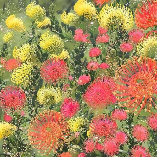 This collection presents abstract photographic art of the beautiful Fynbos & Flora of the African Cape. https://lindsayredcliffeart.myportfolio.com/art #releaseday2026 @creativemorning @creative.quests @adobe