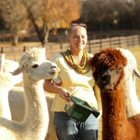 With alpacas