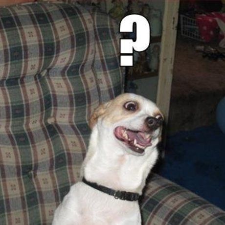 Questionmark dog