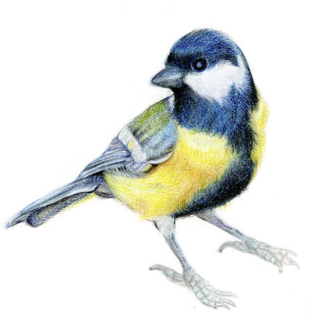 Carobnero2