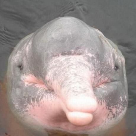 Strangest and rarest animals in world12