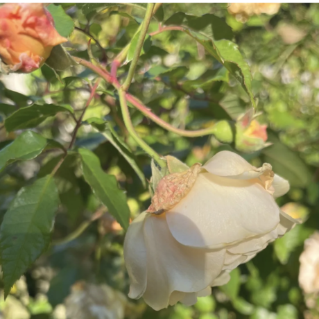 Screenshot 2025 06 03 at 09.50.12