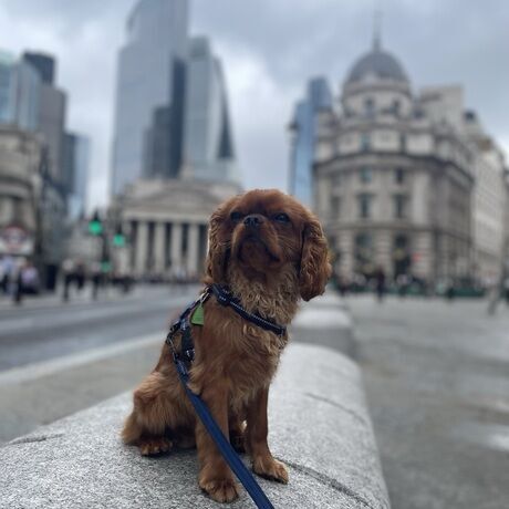 4d219d73 c7ff 4a2e a539 466535ac694a