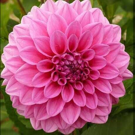 Dahlia