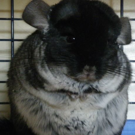Chin
