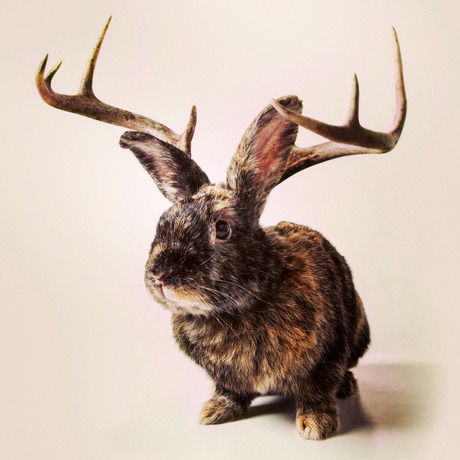 Pixelist lloydalope 1