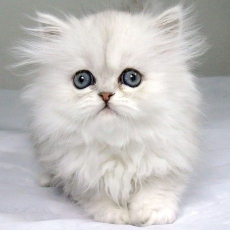 Chinchilla persian cats daily beauty 1