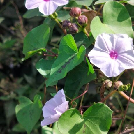 Inbound2246747660675923774