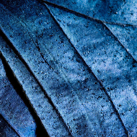 Test carre papillon bleu