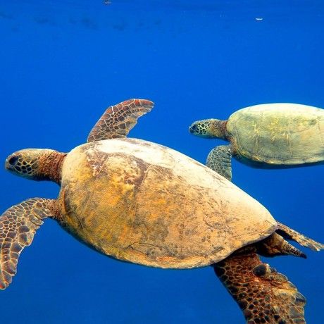 Turtles