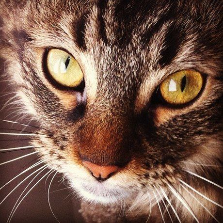 481925 4406448393222 287294254 n