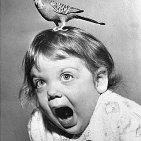 Crazy bird and baby