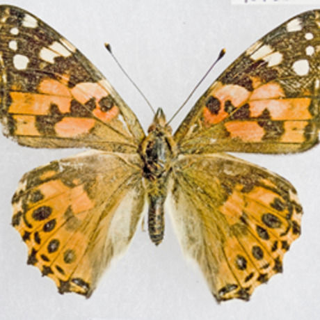 9308lepidb09 10 23bsgcr