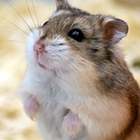 Small pet hamster care