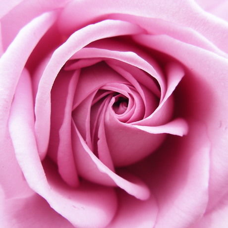 Una rosa de color rosa by blacksuzu