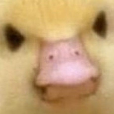 Q u a c k y