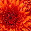 Small chrysanthemum