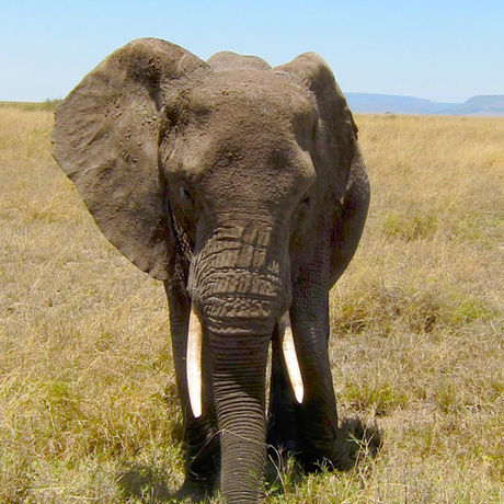 Elephantprofile