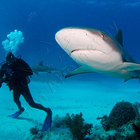 Jims tiger shark trip 010