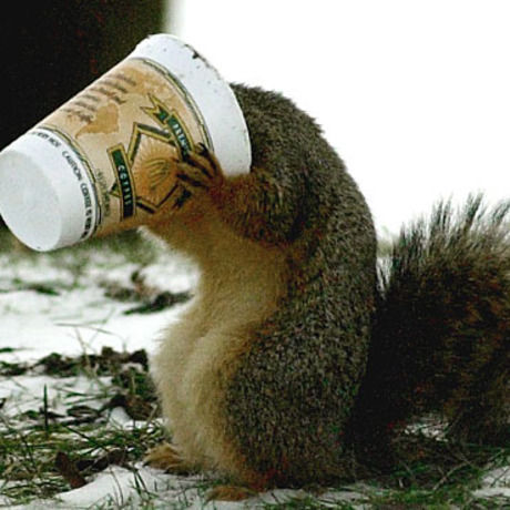 Coffee squirrel