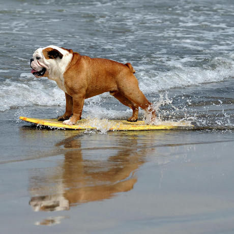 Slide 283121 2154521 free