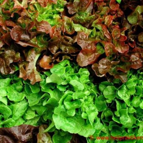 Salat