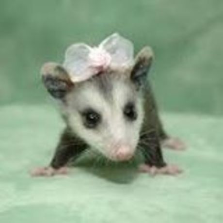 Baby possum