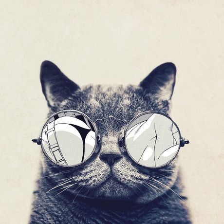 Cat 63 wallpaper 1920x1080