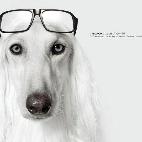 Imagen de un perro blanco con lentes negros 1920x1200