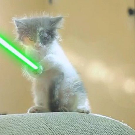 Cat lightsaber 7