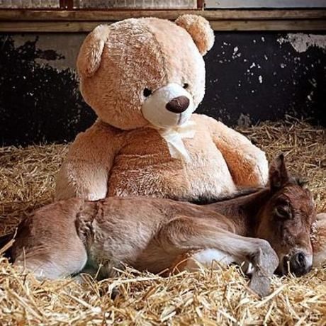 Poulain nounours