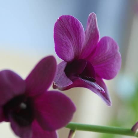 11807589 1456352234670053 6228925624804190141 o