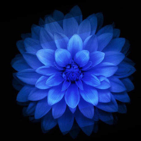 Blue flower