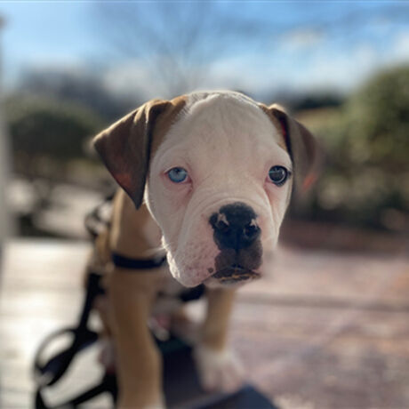 Koda