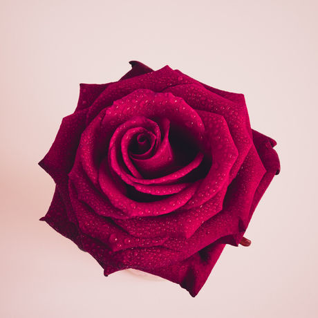 Blog rose