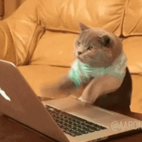 Typing cat