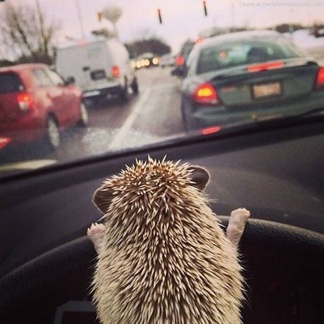 Cute hedgehog driving car