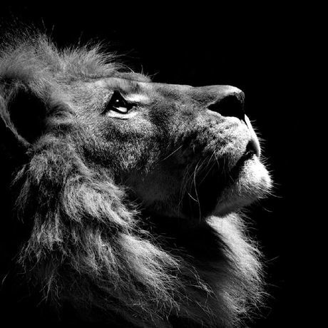 1407184431 black and white lion ipad
