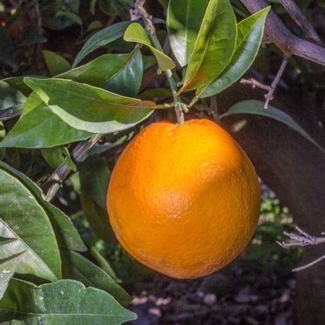 Comprar naranjas espana