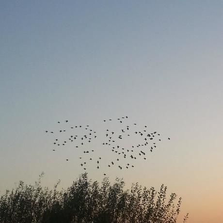 55628 4369124819621 1785138191 o