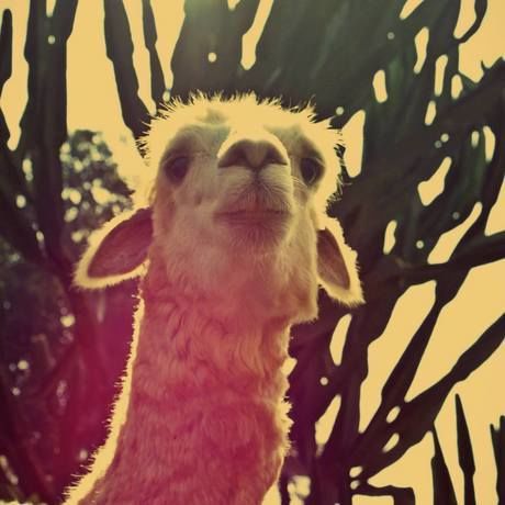 13072778 253132411705983 7946091897631627771 o