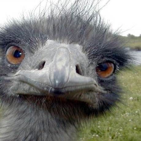 Emu