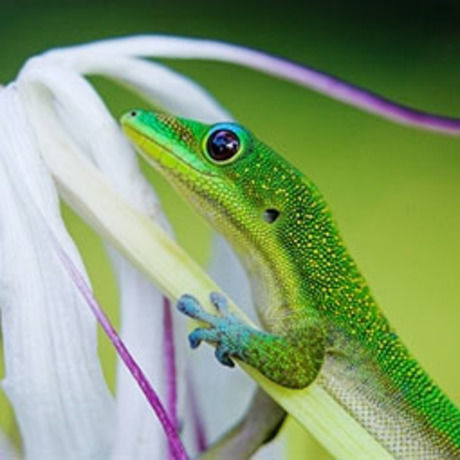 Green gecko