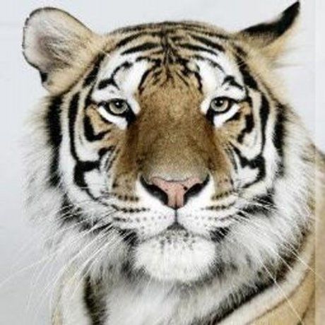 Tiger avatar